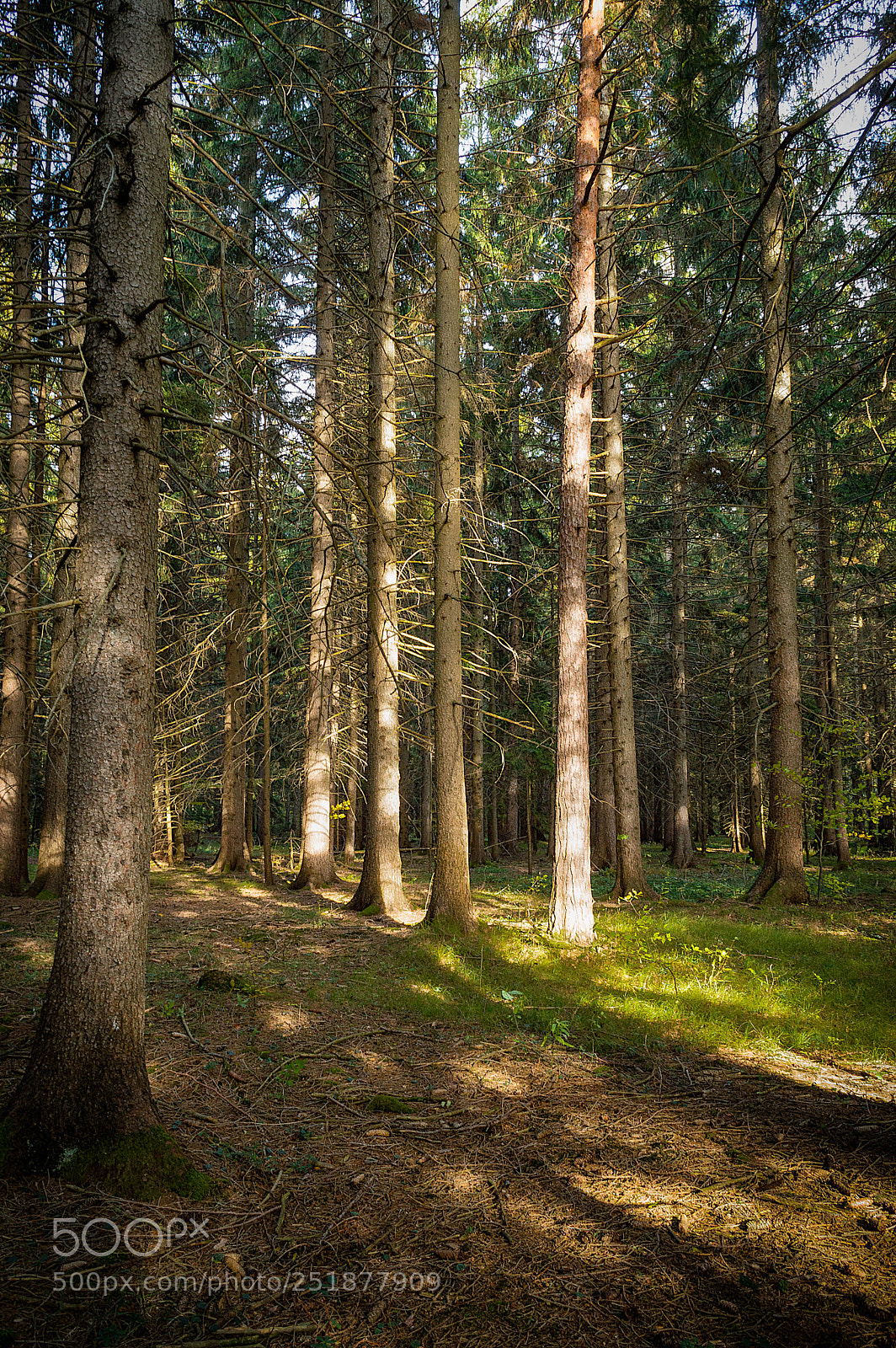 Nikon D3200 sample photo. In the woods photography
