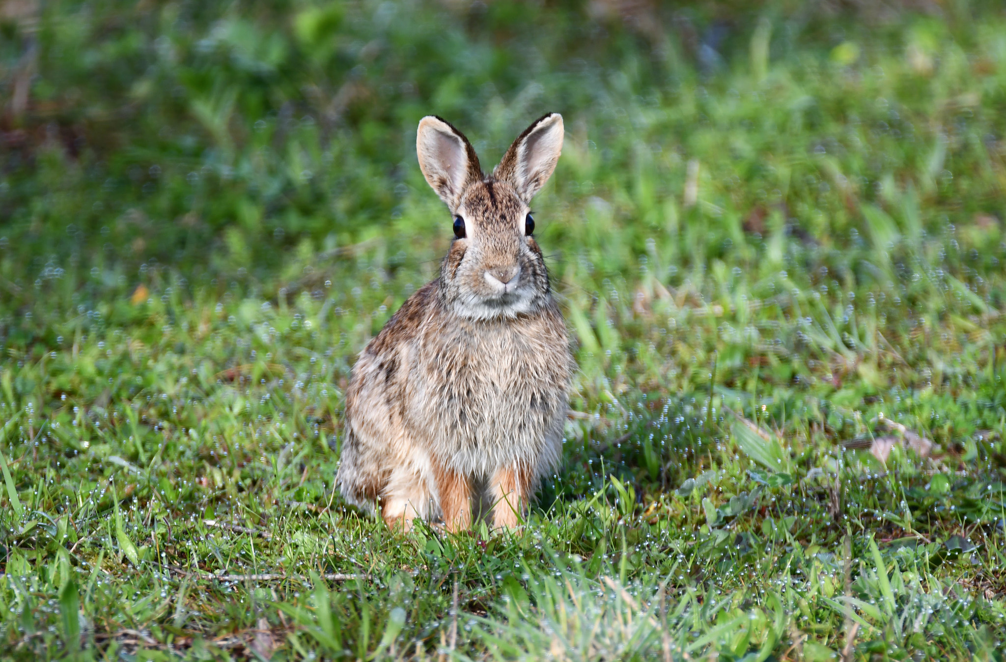 Nikon D7500 sample photo. 383.jpg photography