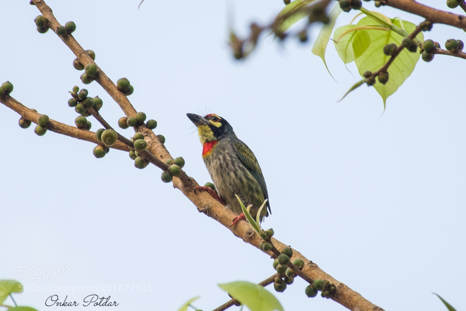 Nikon D7000 sample photo. Copper smith barbet photography