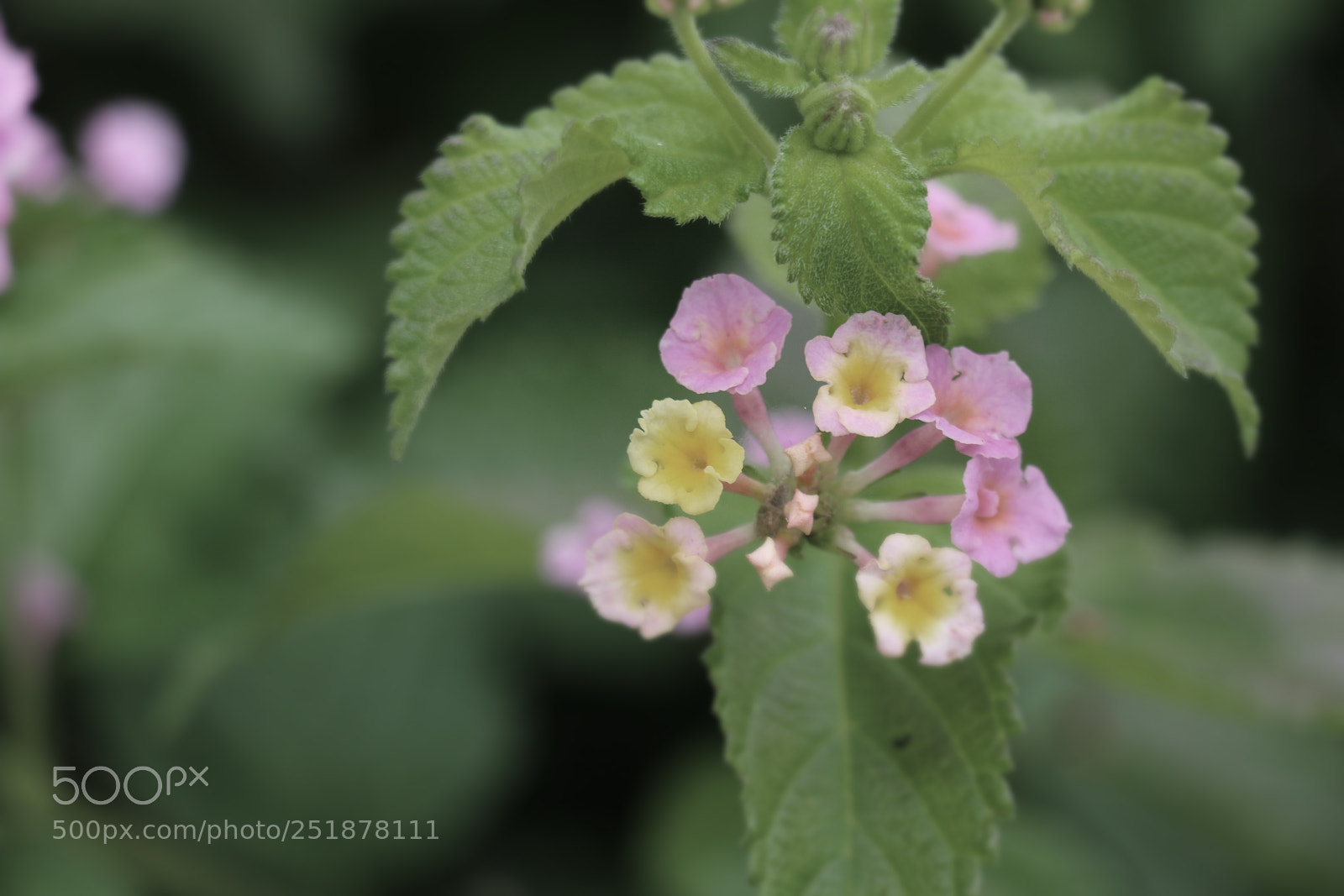 Canon EOS 70D sample photo. Pink photography