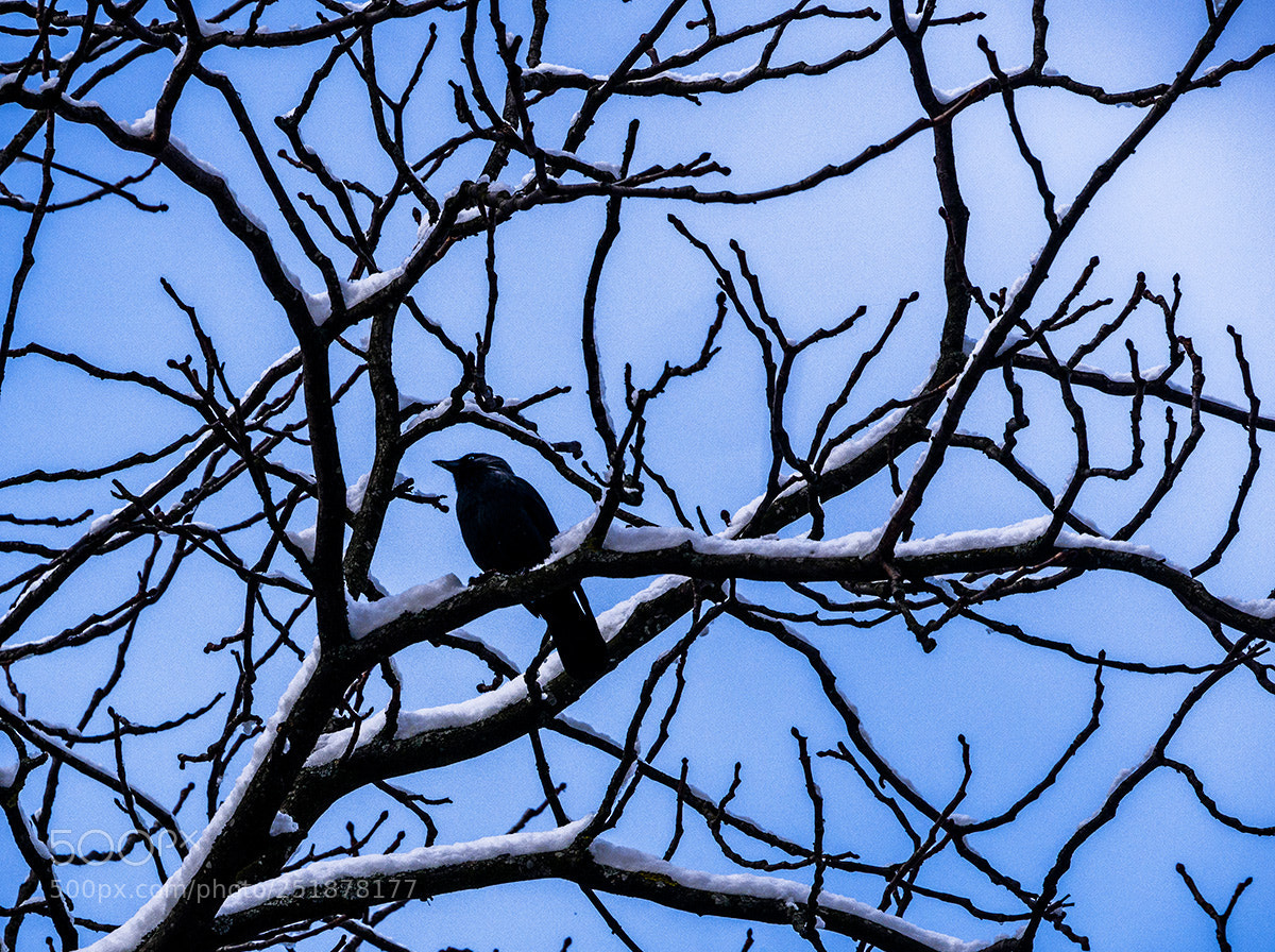 Olympus OM-D E-M10 sample photo. Blue-black-white photography