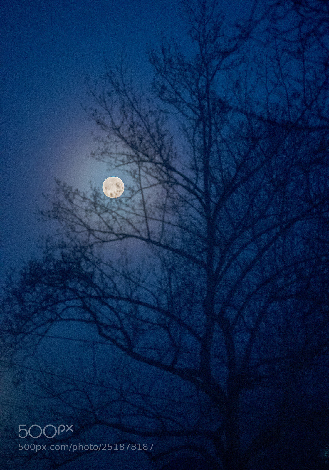Nikon D750 sample photo. Blue moon through tree photography