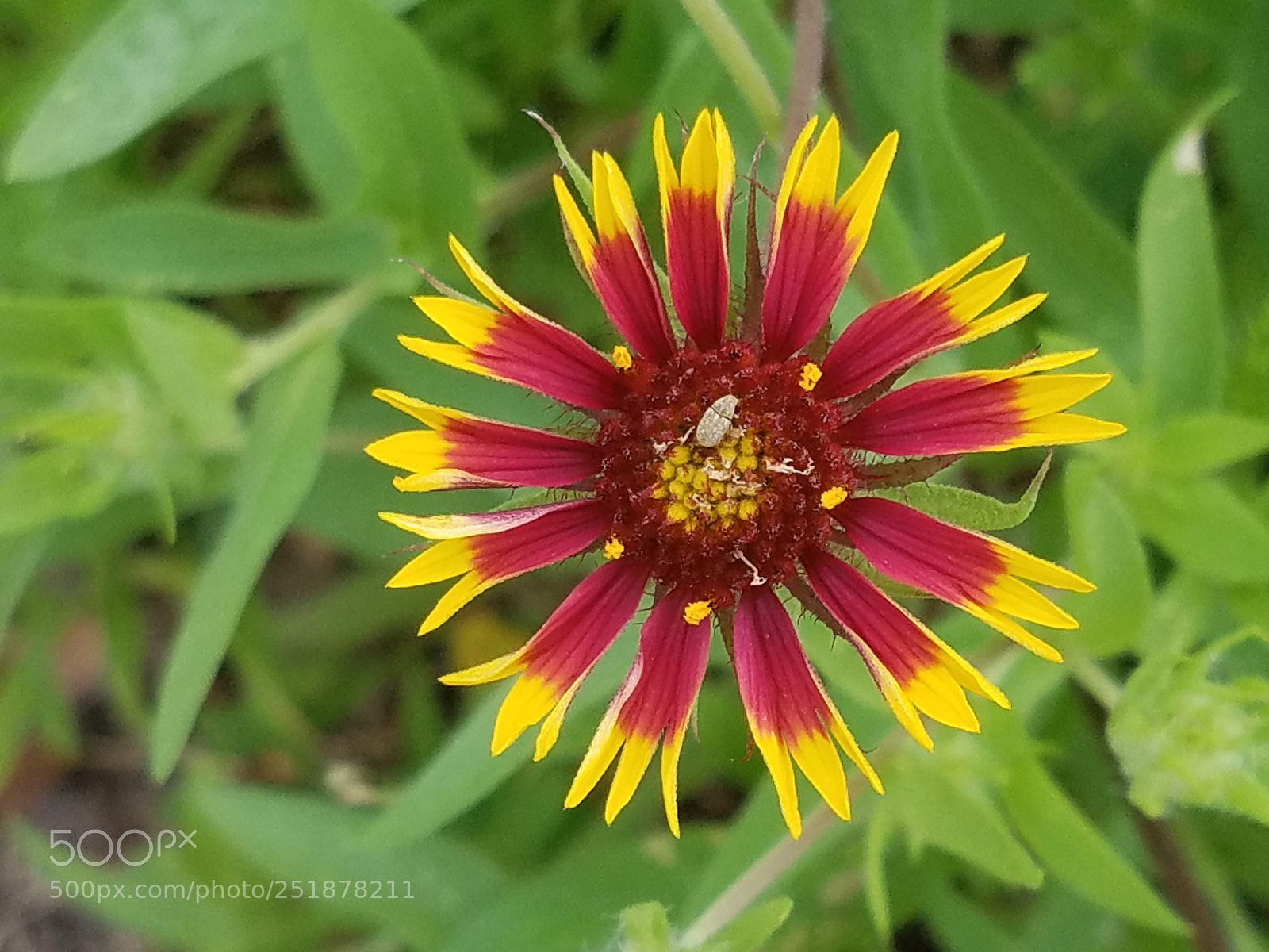 Samsung Galaxy S7 sample photo. Ltc photography