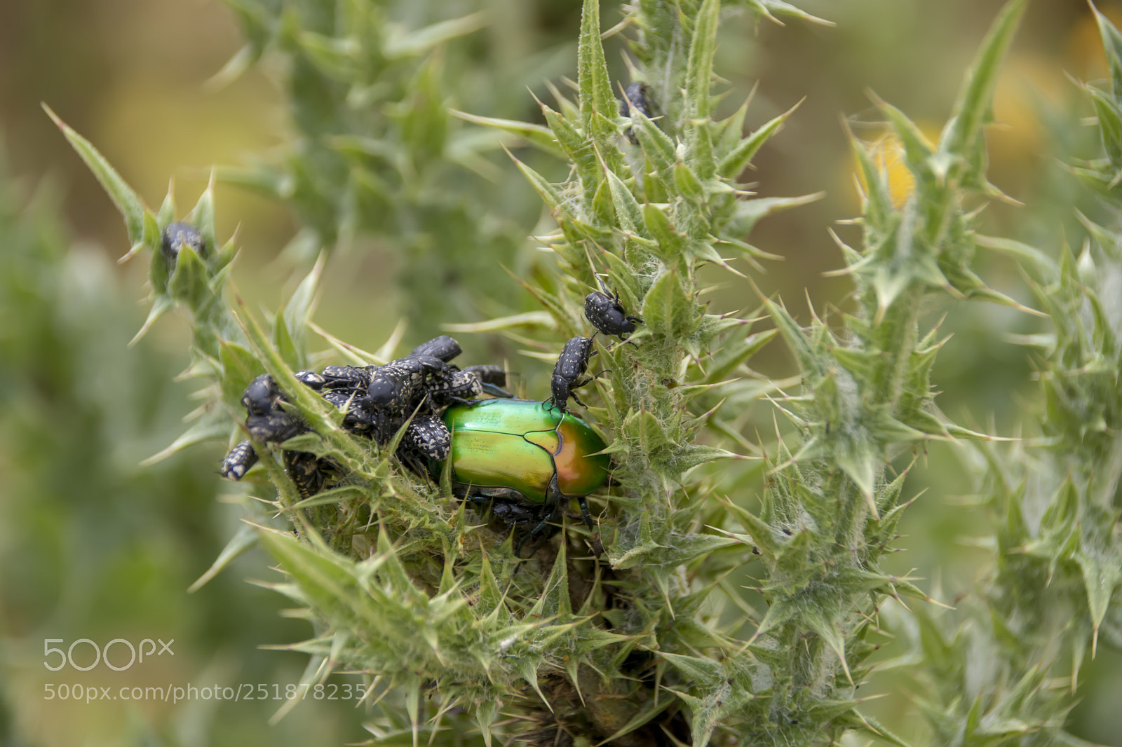 Canon EOS 80D sample photo. A golden green stag photography