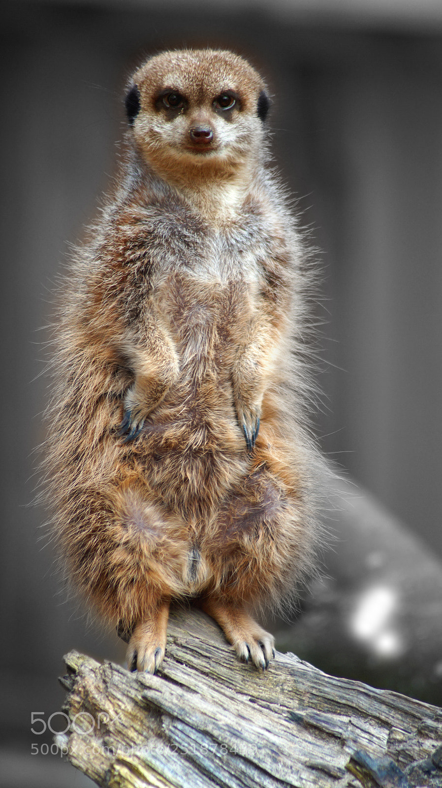 Sony SLT-A58 sample photo. Meerkat is watching you! photography