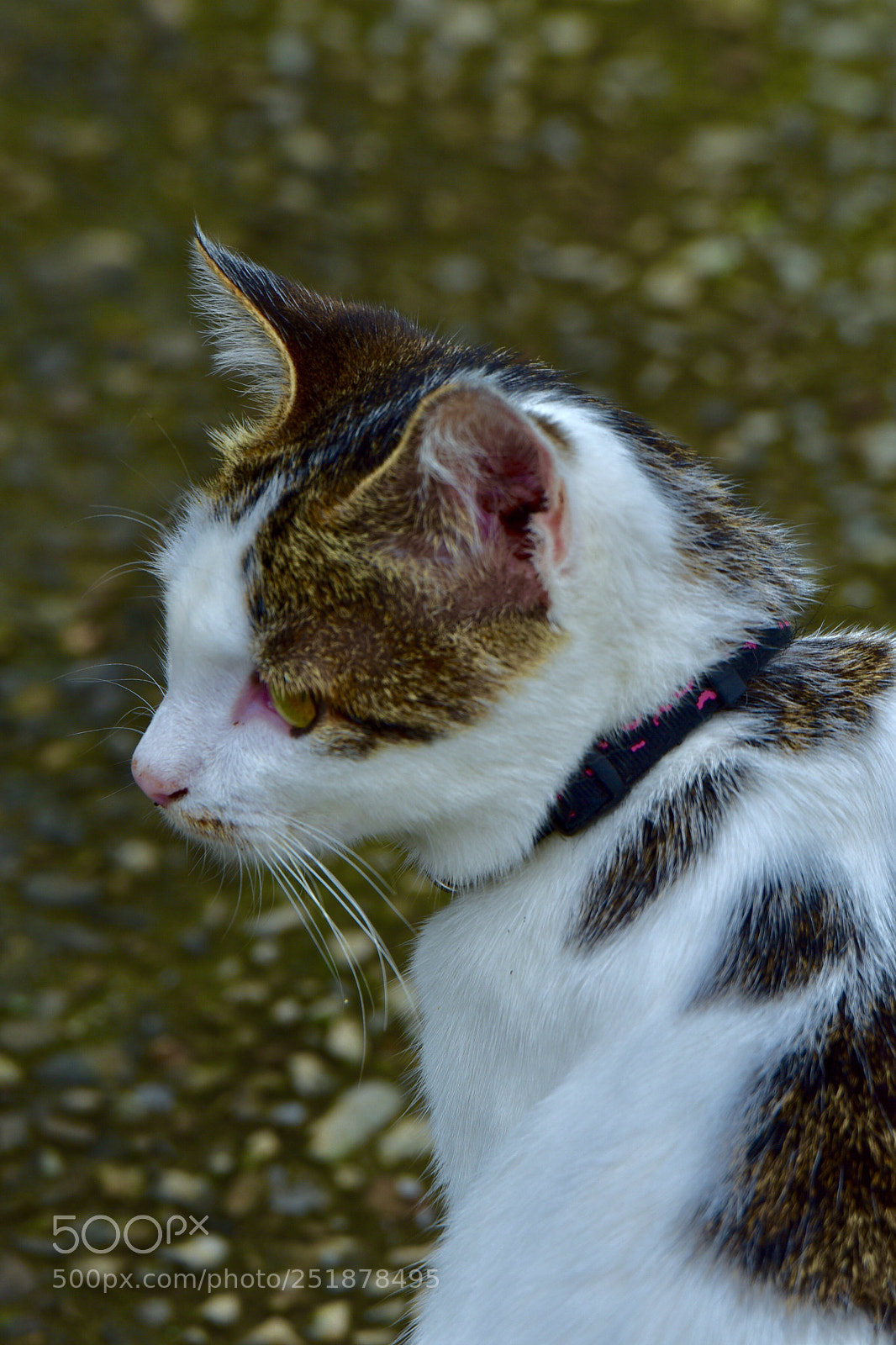 Nikon D810 sample photo. Cat photography