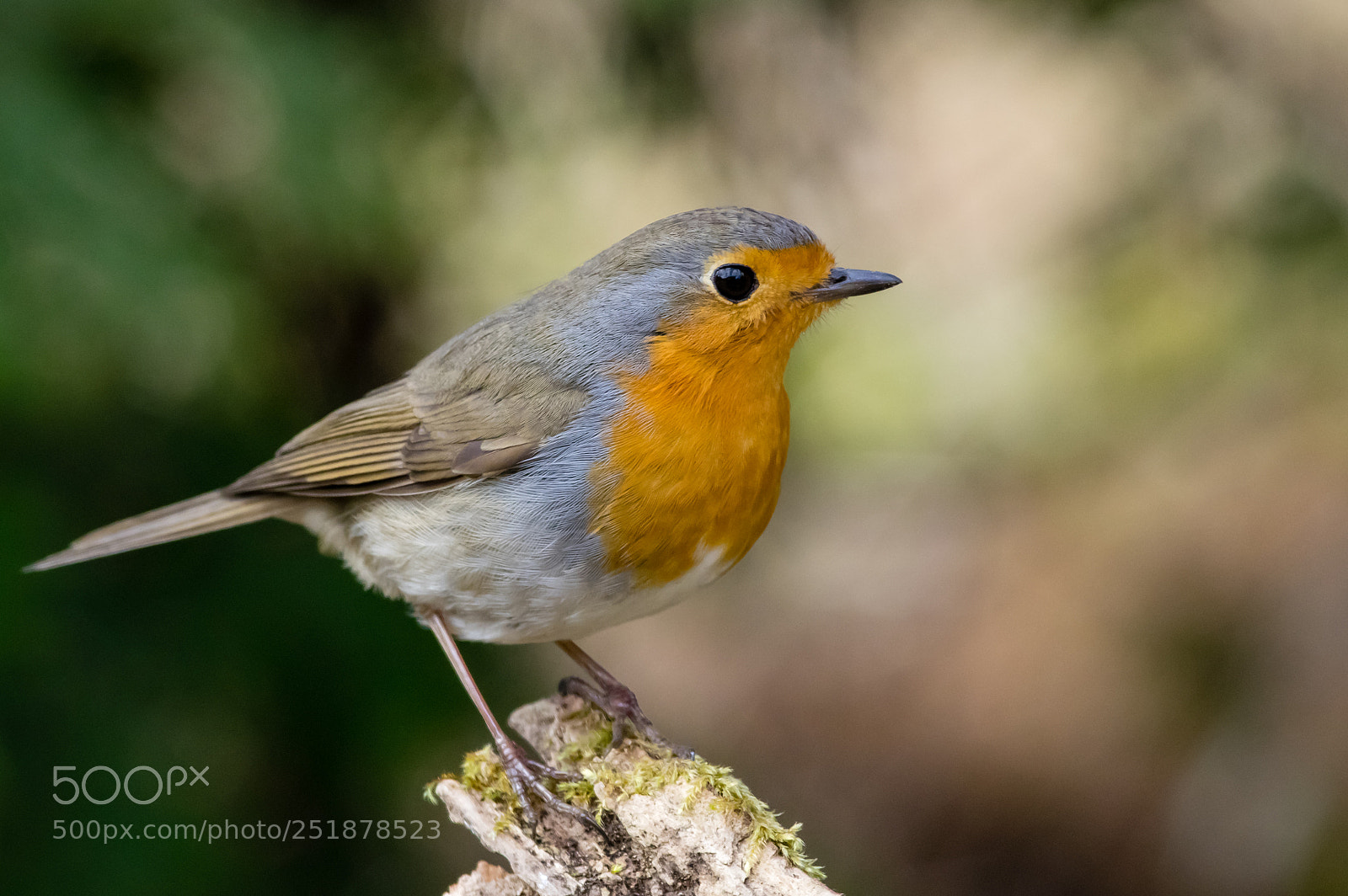 Pentax K-3 sample photo. European robin photography