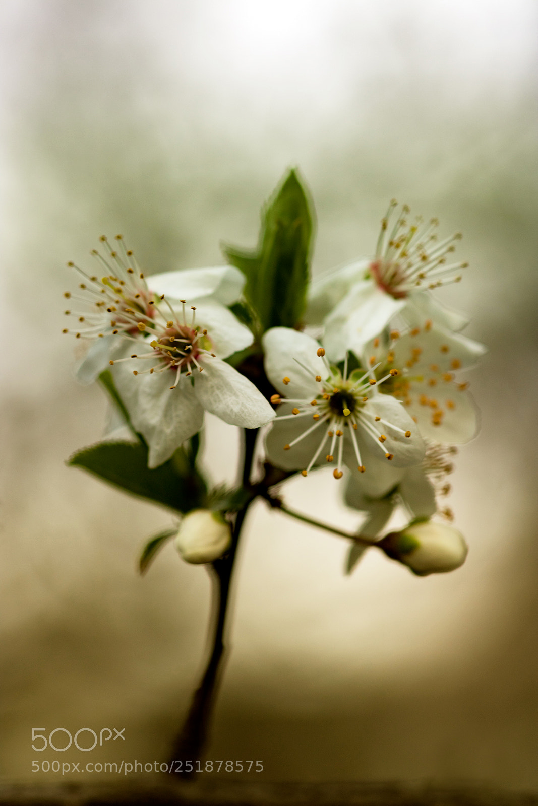 Canon EOS 750D (EOS Rebel T6i / EOS Kiss X8i) sample photo. Flowers sprint photography