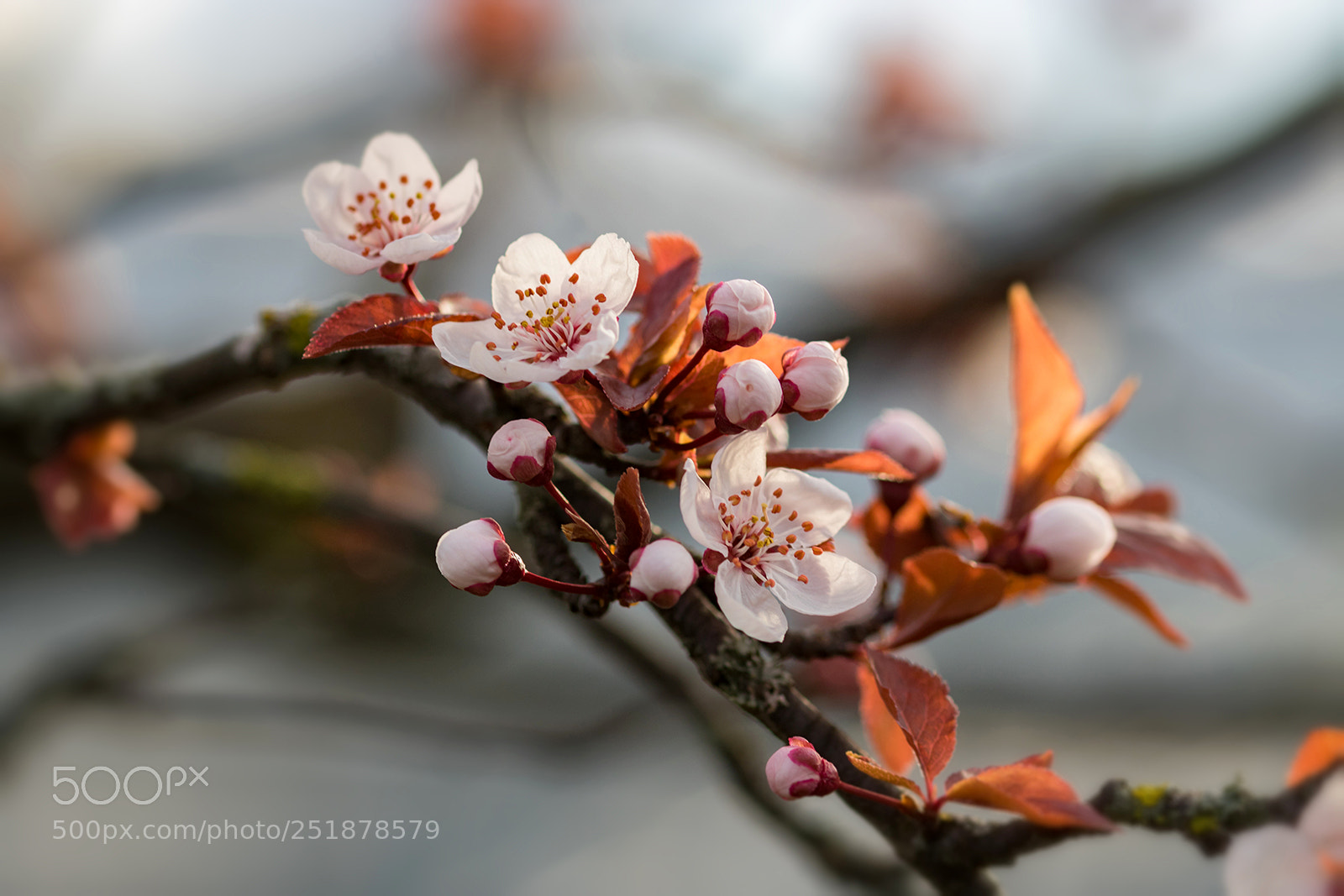 Canon EOS 750D (EOS Rebel T6i / EOS Kiss X8i) sample photo. Flowers sprint photography