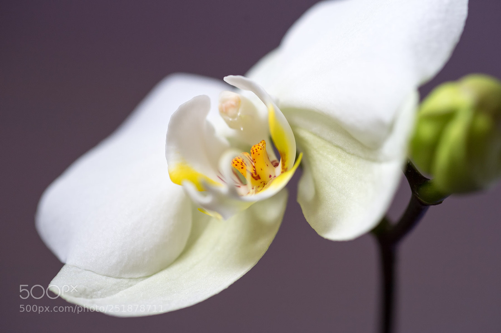 Nikon D4 sample photo. Orchid photography