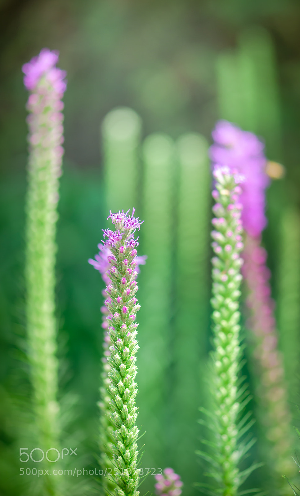Nikon D7000 sample photo. Spring photography