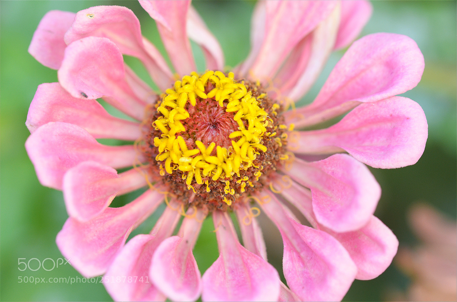 Nikon D5100 sample photo. Zinnia elegans flower photography