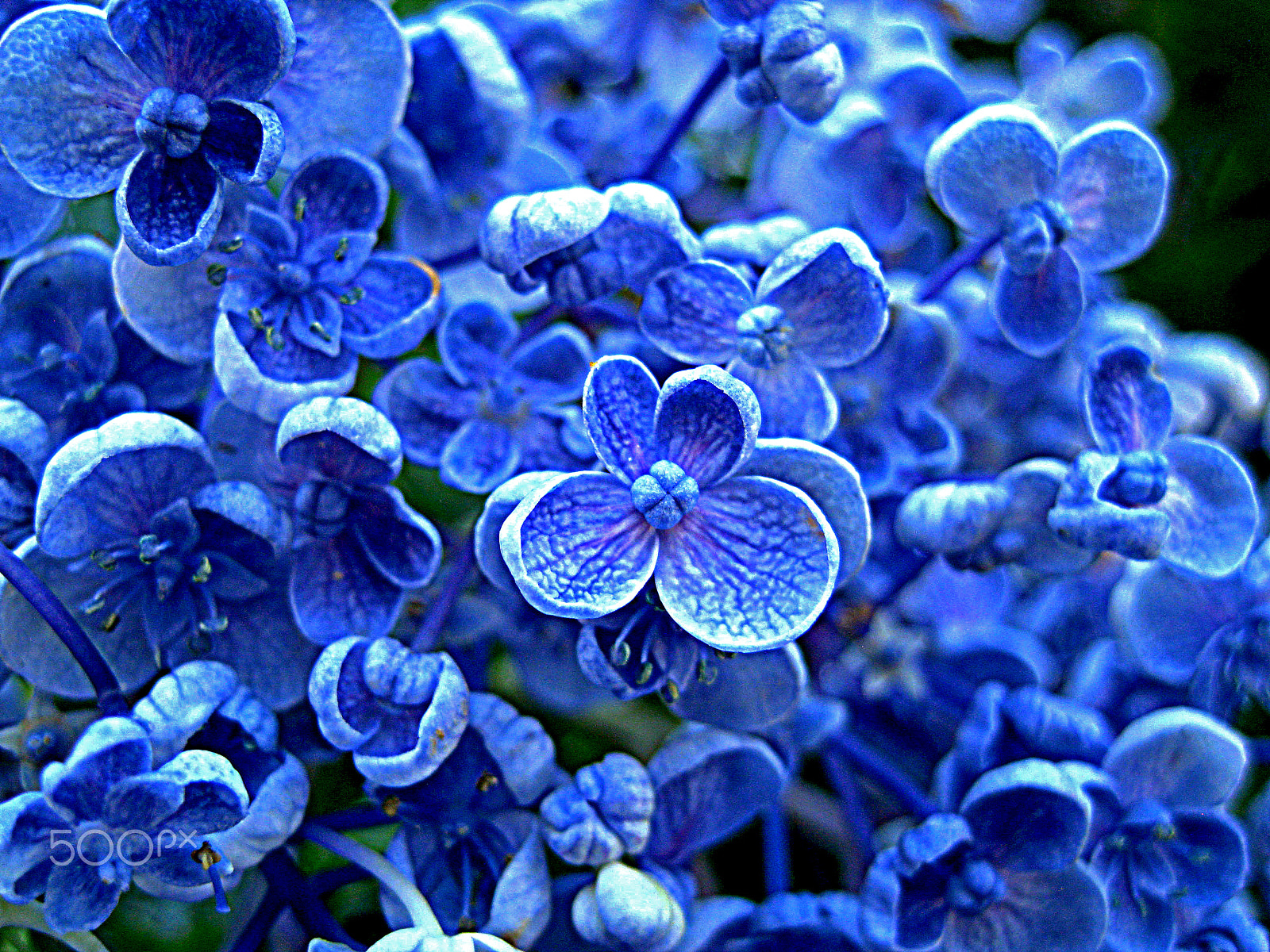 Canon DIGITAL IXUS 960 IS sample photo. Hydrangea ayesha photography