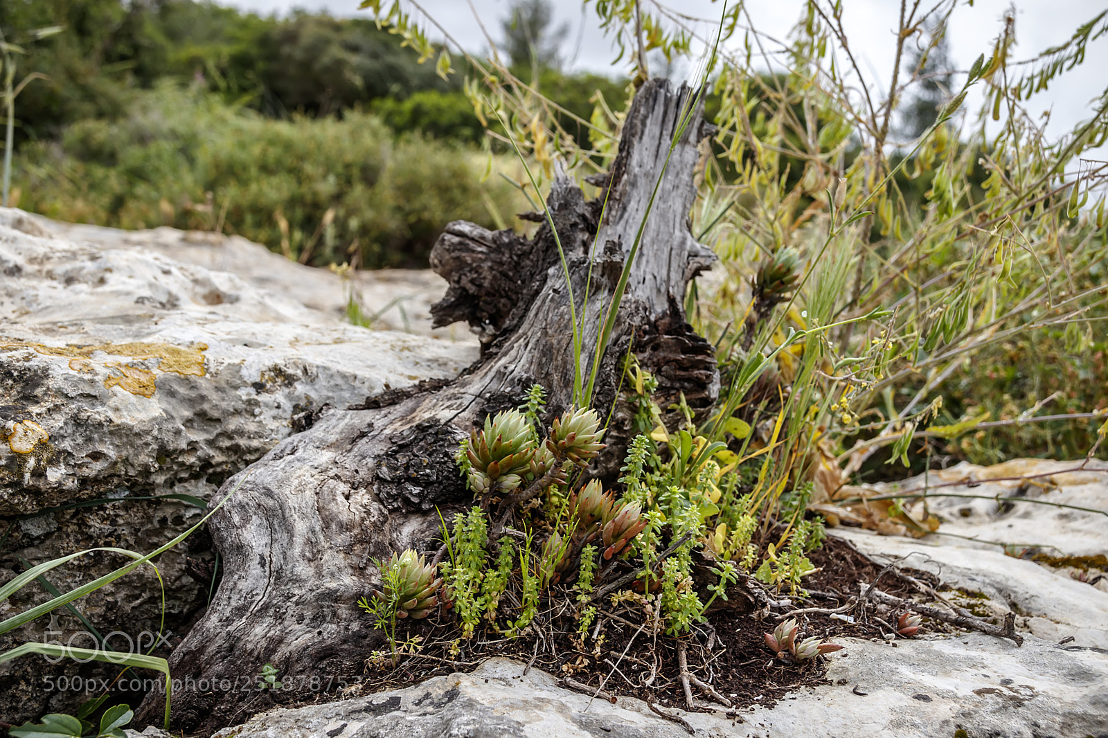 Canon EOS 80D sample photo. Natural ikibana from wild photography
