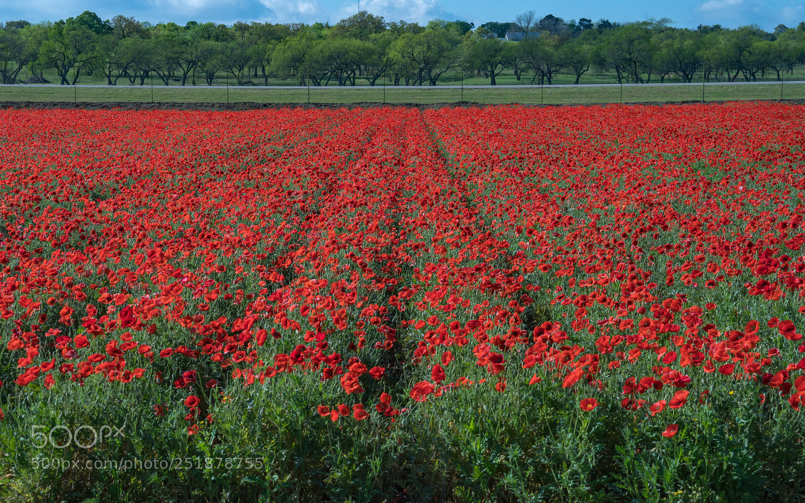 Sony a7R II sample photo. Farm poppy field in photography