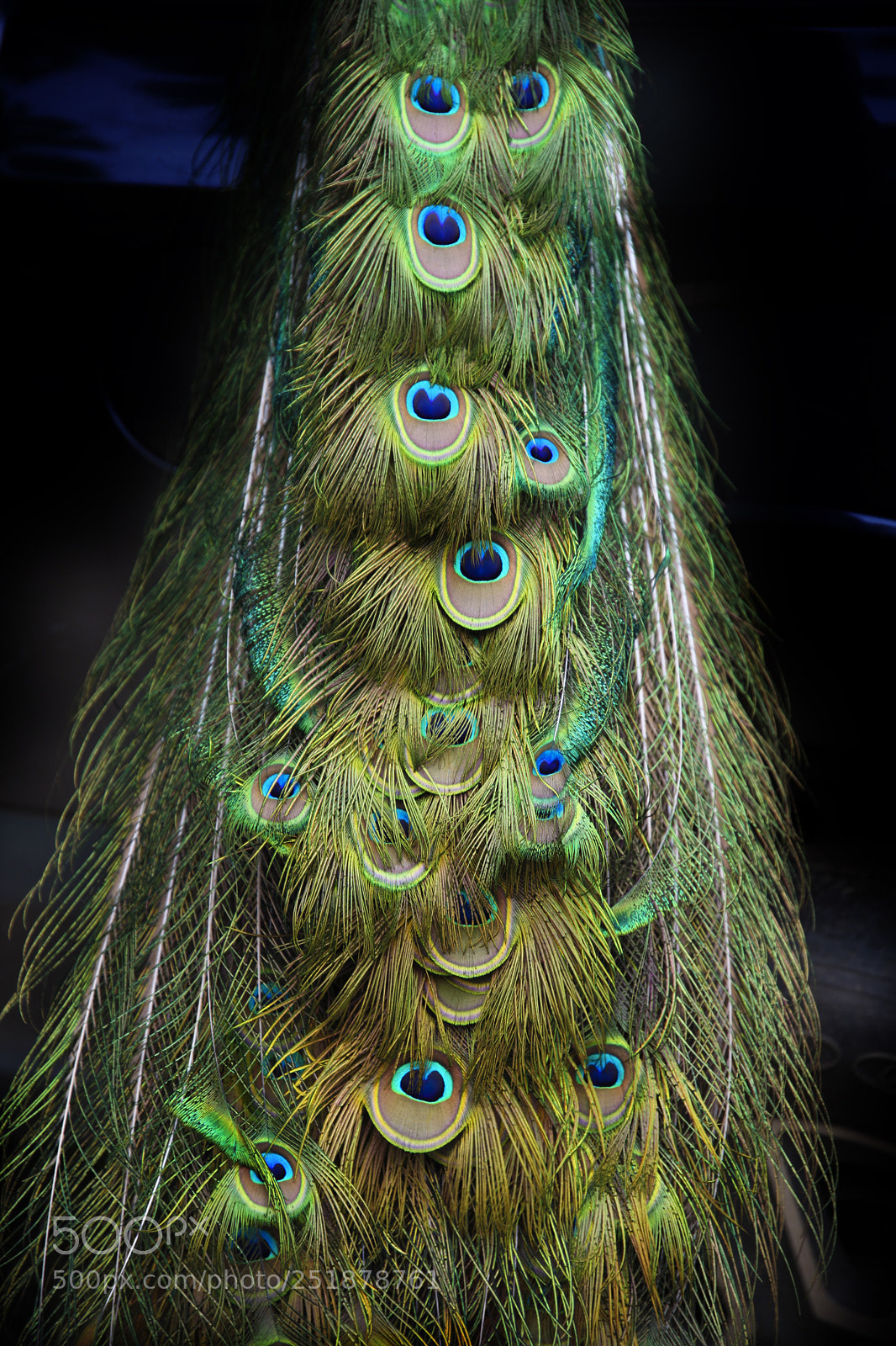 Canon EOS 5D Mark II sample photo. Blue’s tail photography