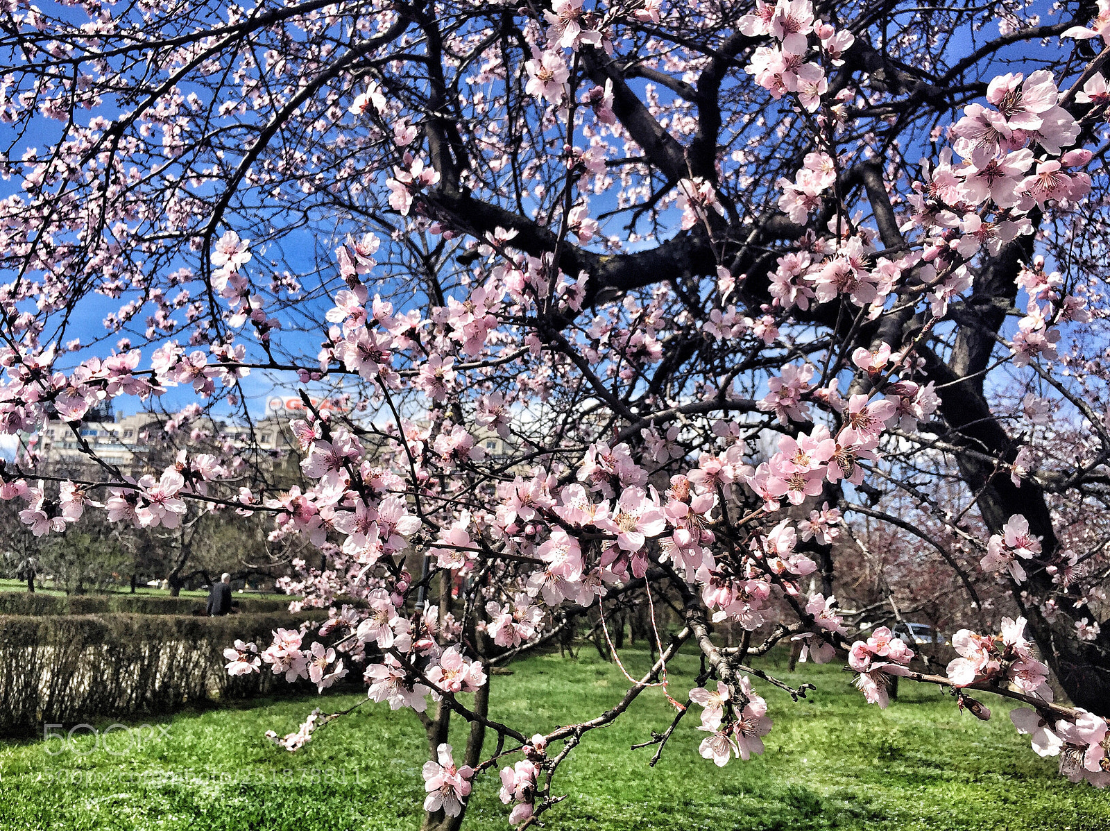 Apple iPhone 6 sample photo. Spring photography