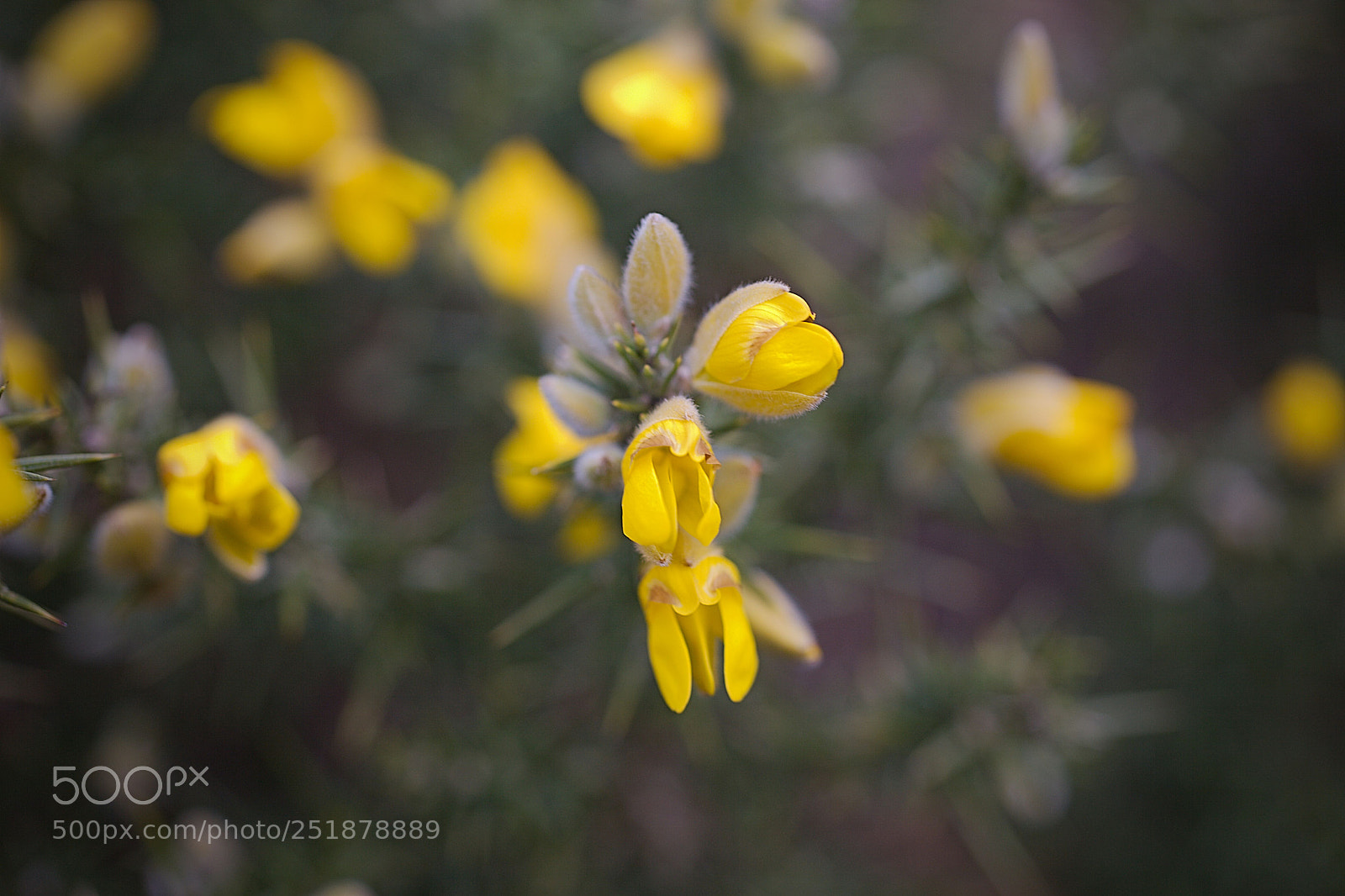 Canon EOS 5D Mark II sample photo. Gorse photography