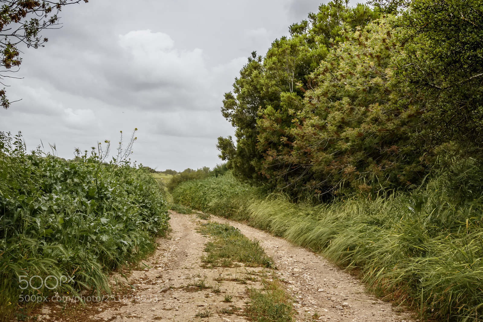 Canon EOS 80D sample photo. A country road between photography