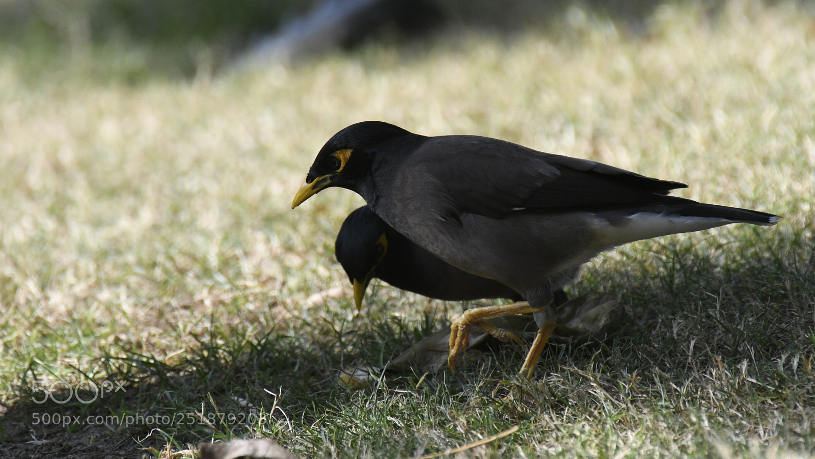 Nikon AF-S Nikkor 200-500mm F5.6E ED VR sample photo. Cool off in the photography