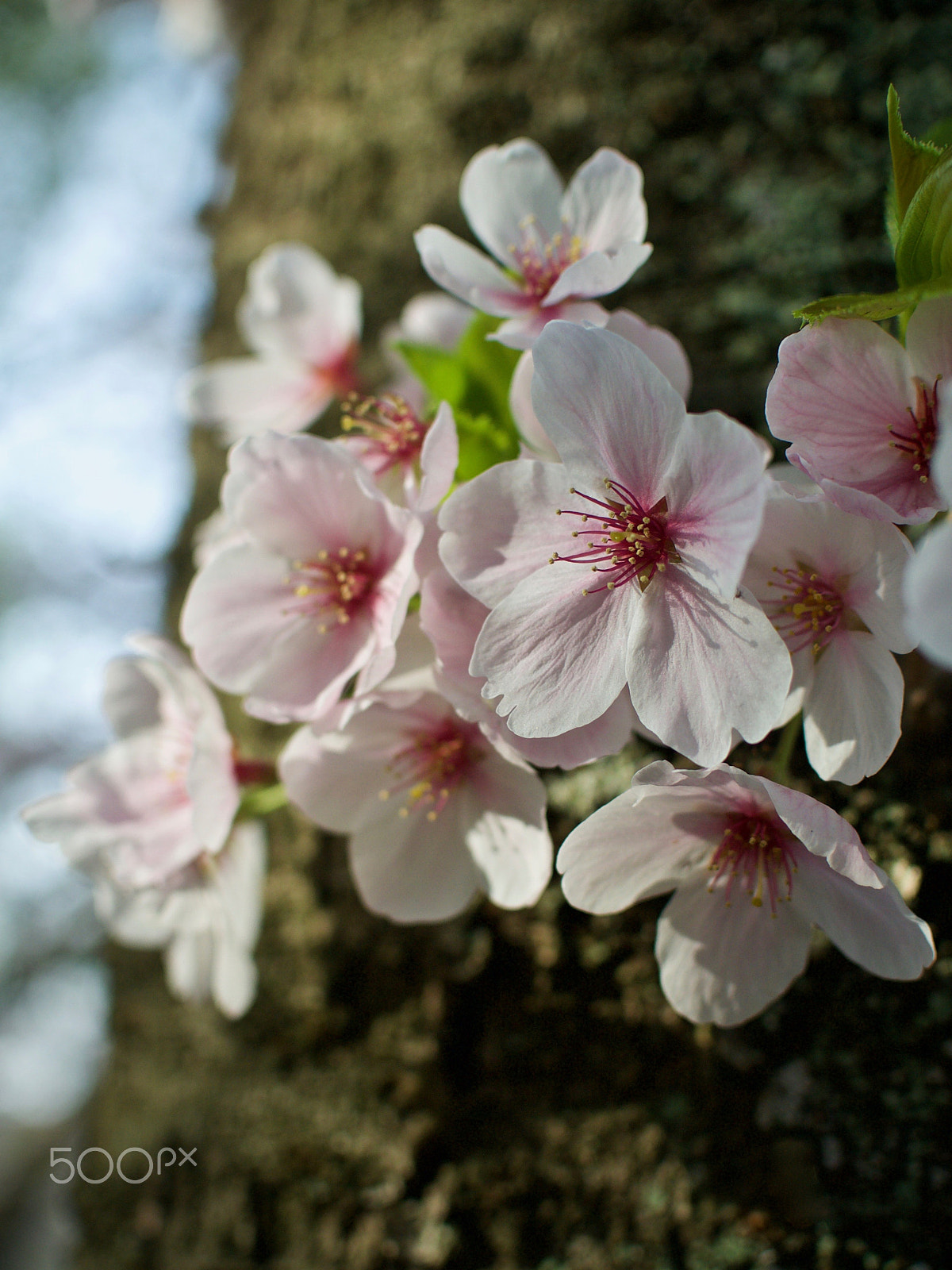 Nikon 1 J2 sample photo. Cherry blossoms photography
