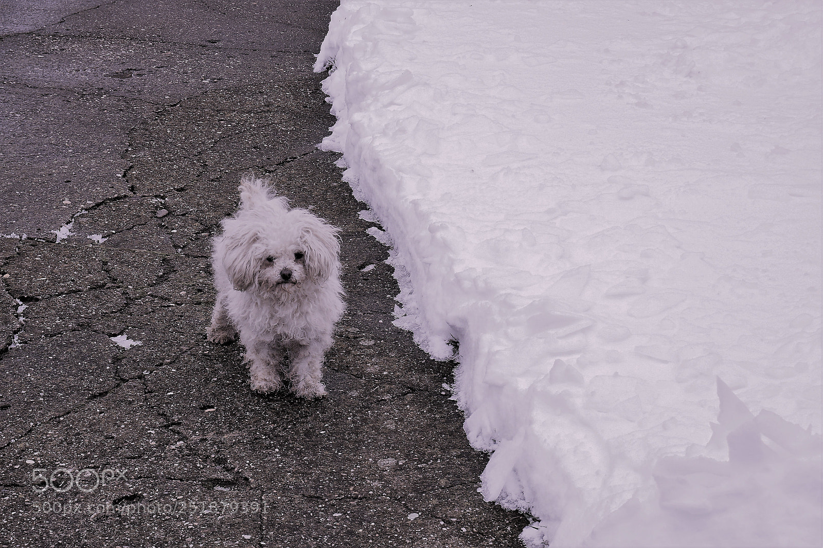 Sony a6000 sample photo. Jin-jang with a dog photography