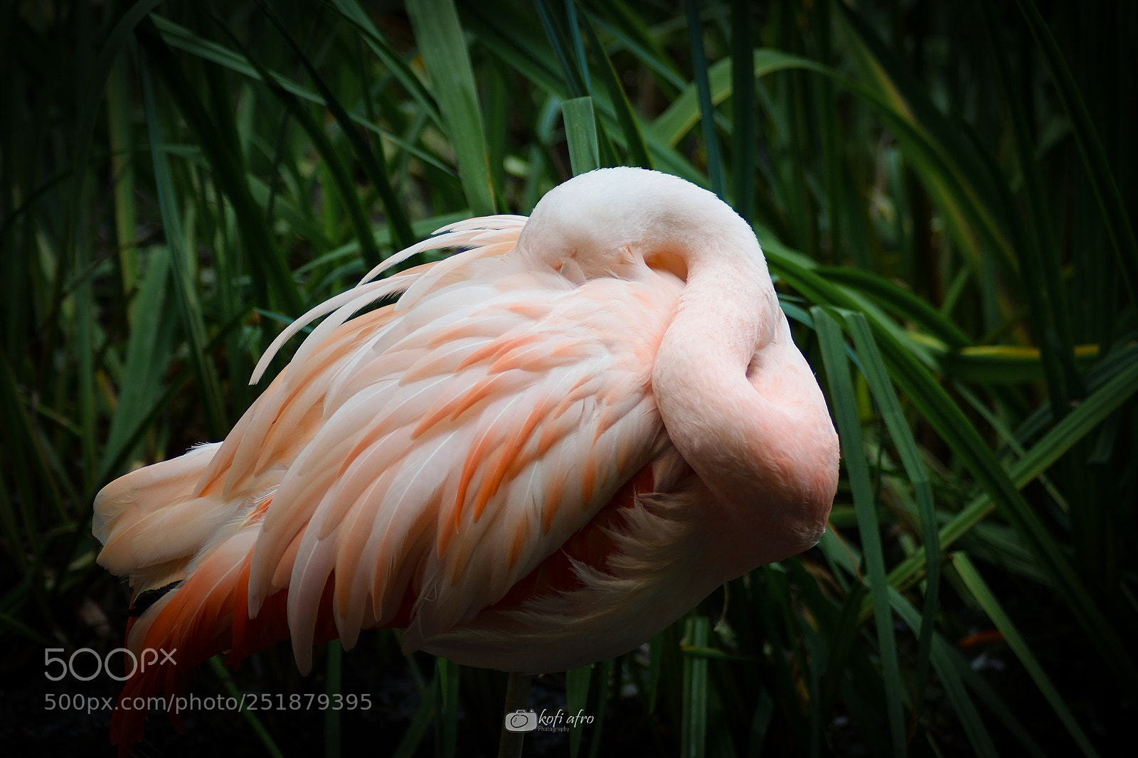 Nikon D3300 sample photo. Sleeping flamingo photography