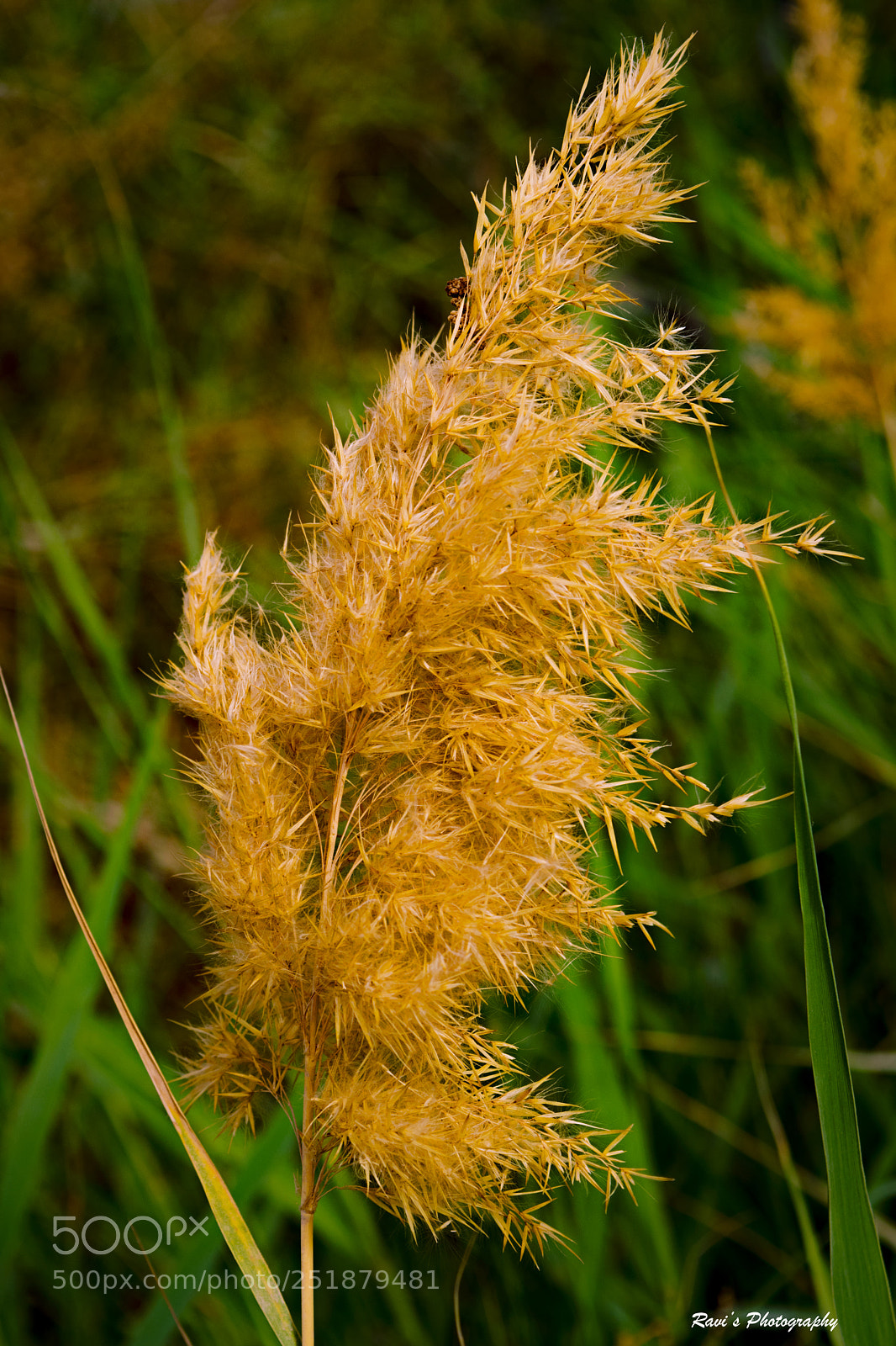 Nikon D5300 sample photo. Still life photography