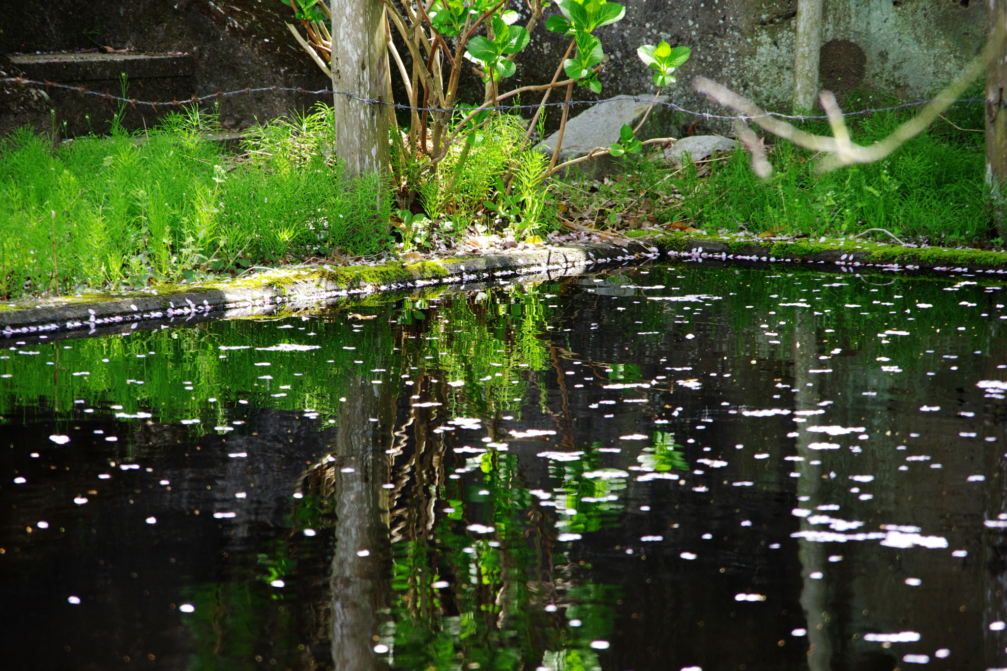 Pentax K-70 sample photo. Cherry blossoms fall on a reservoir photography