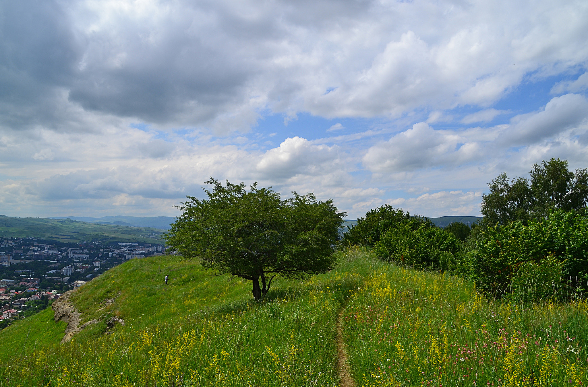 Nikon D3100 sample photo. Meadow with fabaceae photography