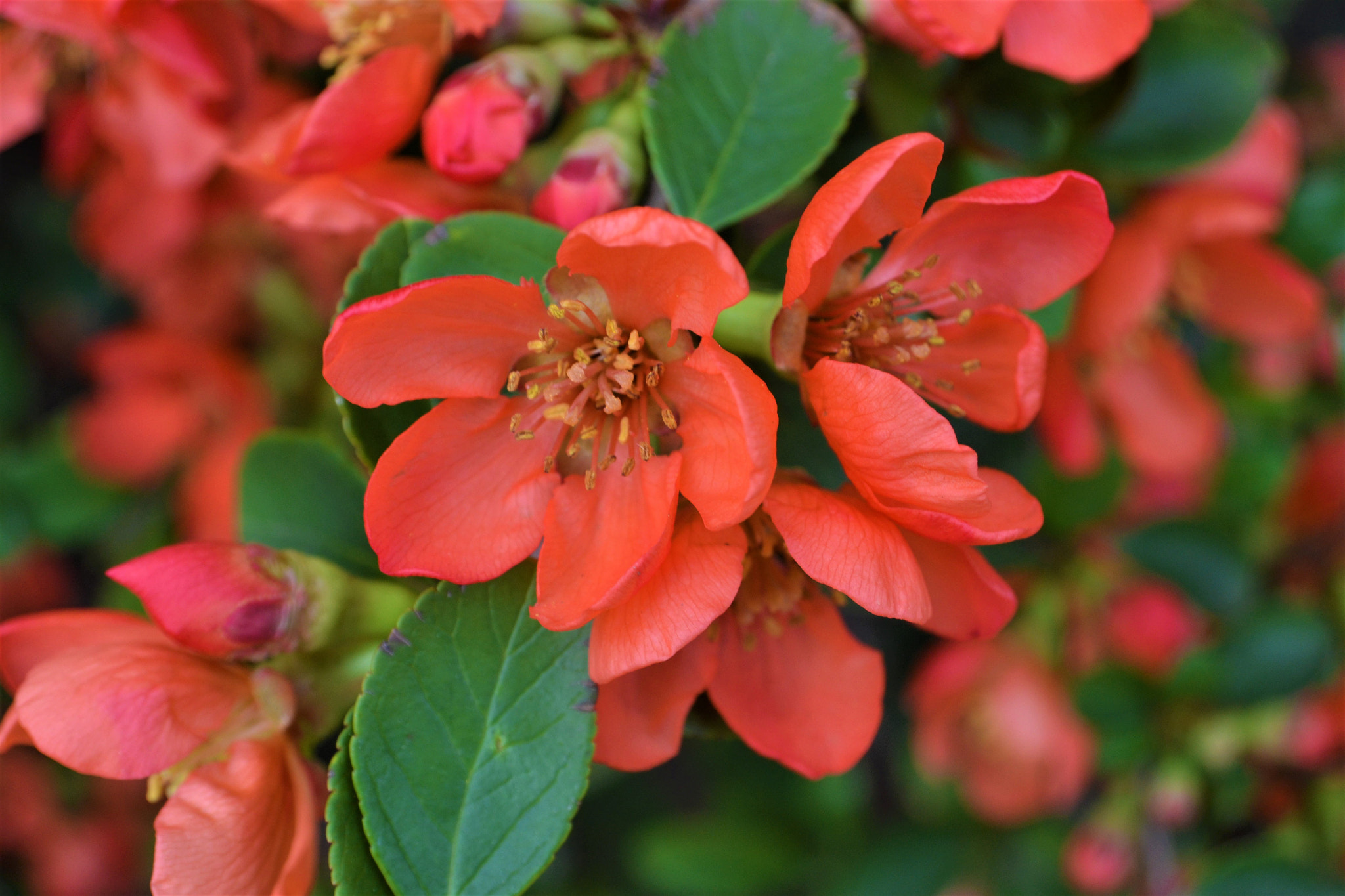 Nikon D3100 sample photo. Maule's quince photography