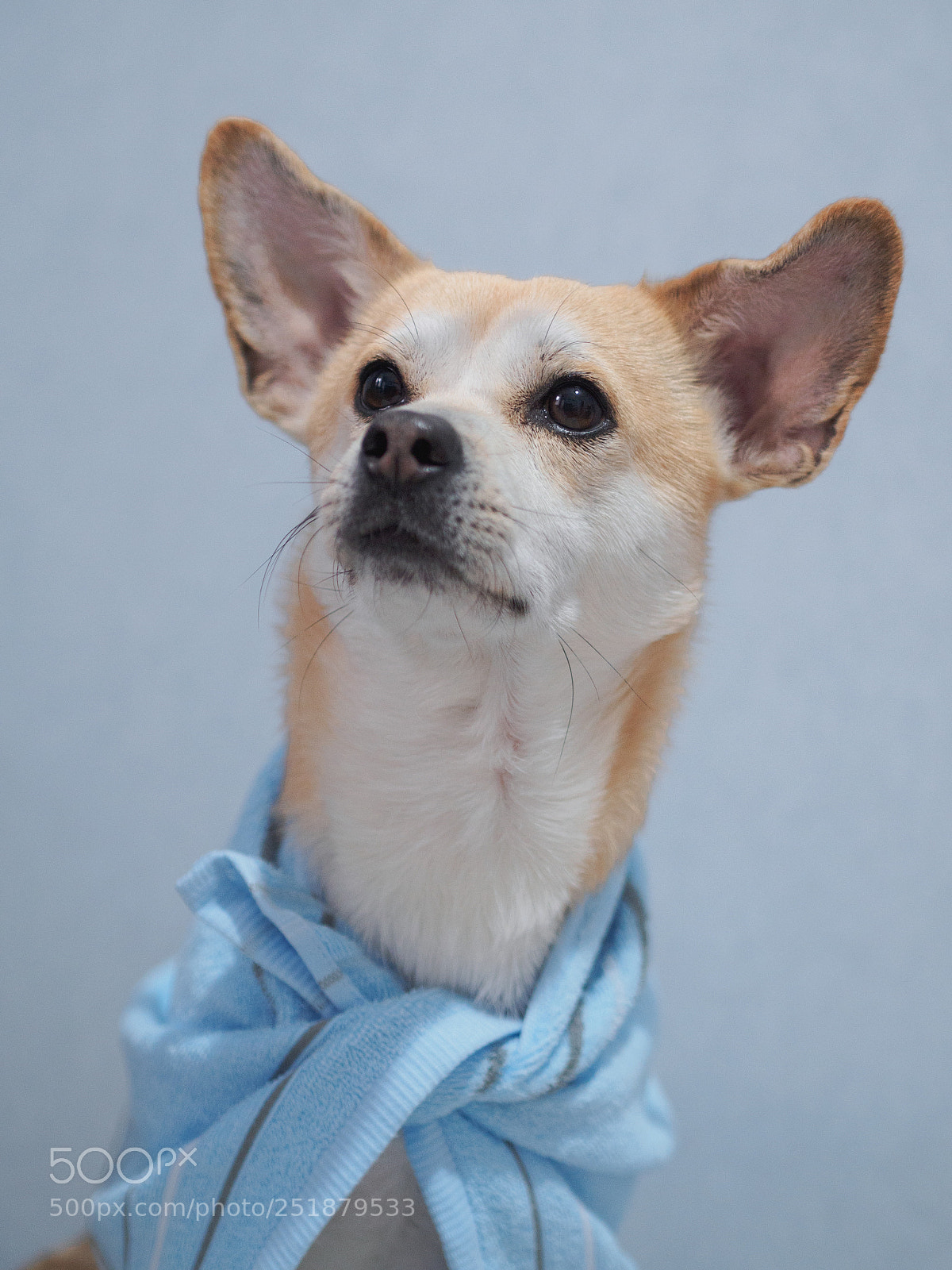 Olympus OM-D E-M10 II sample photo. My dog photography