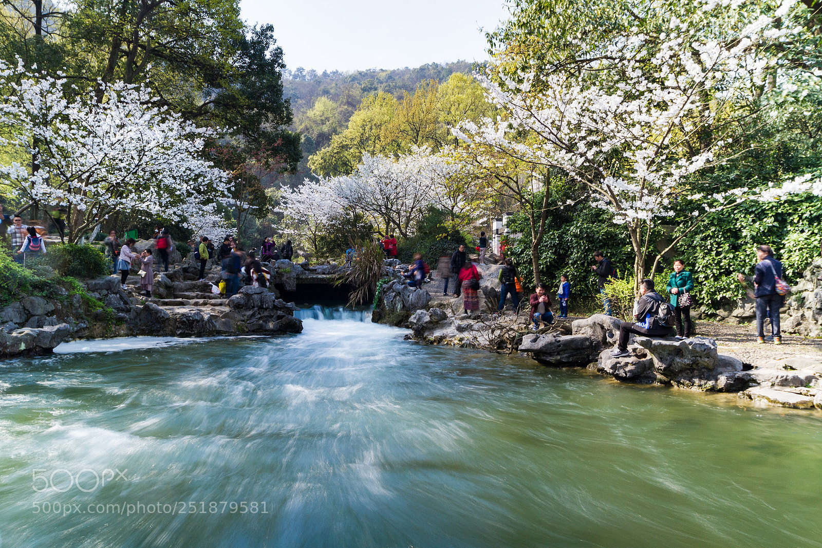 Canon EOS 7D sample photo. 樱花树下溪水潺潺 photography