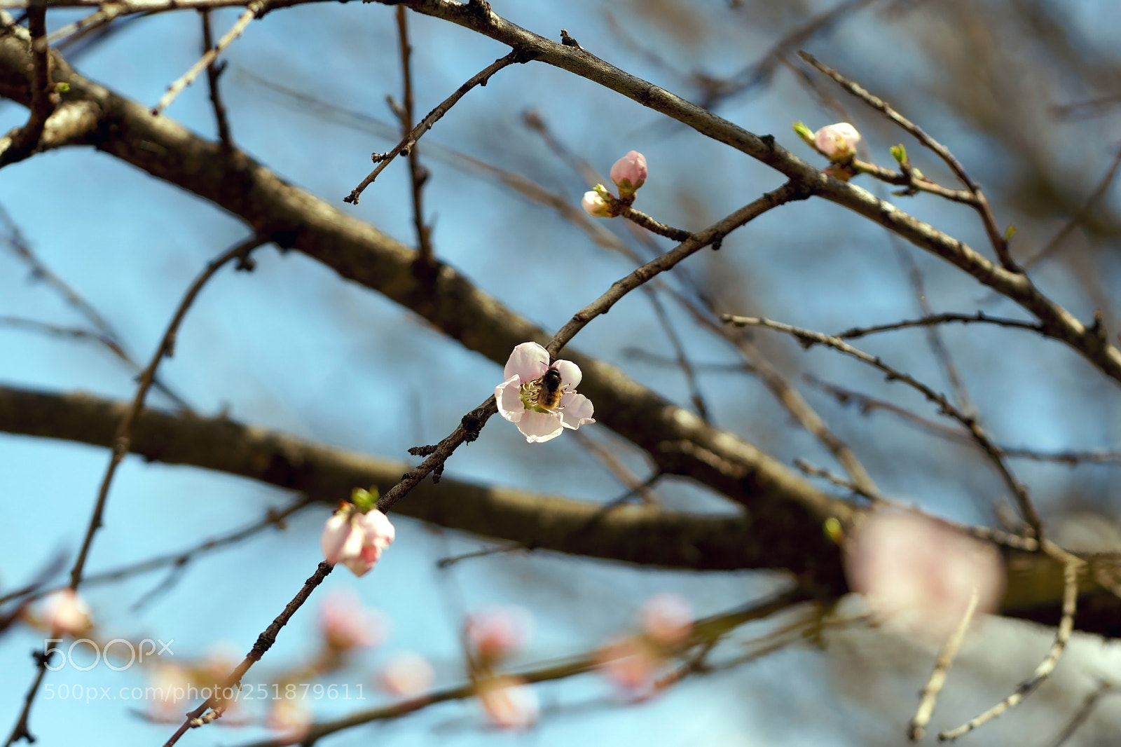 Sony a6300 sample photo. Proljece photography