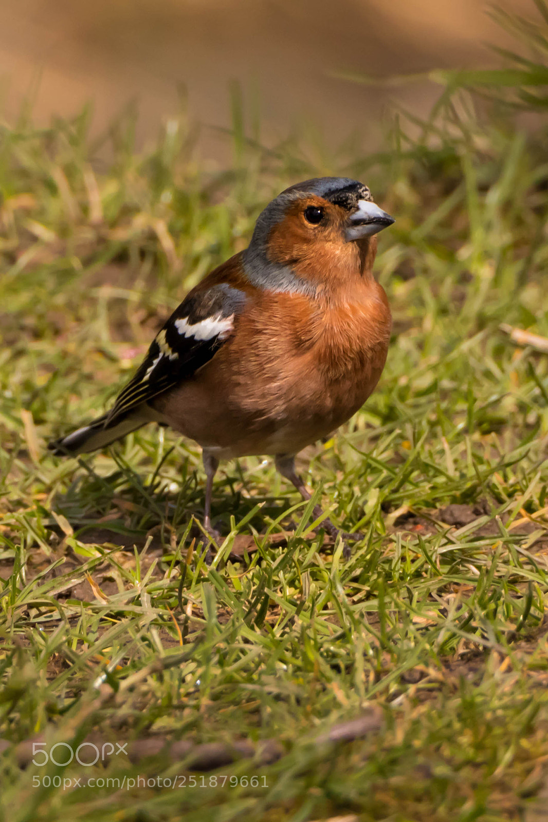 Canon EOS 80D sample photo. Bird 2 photography