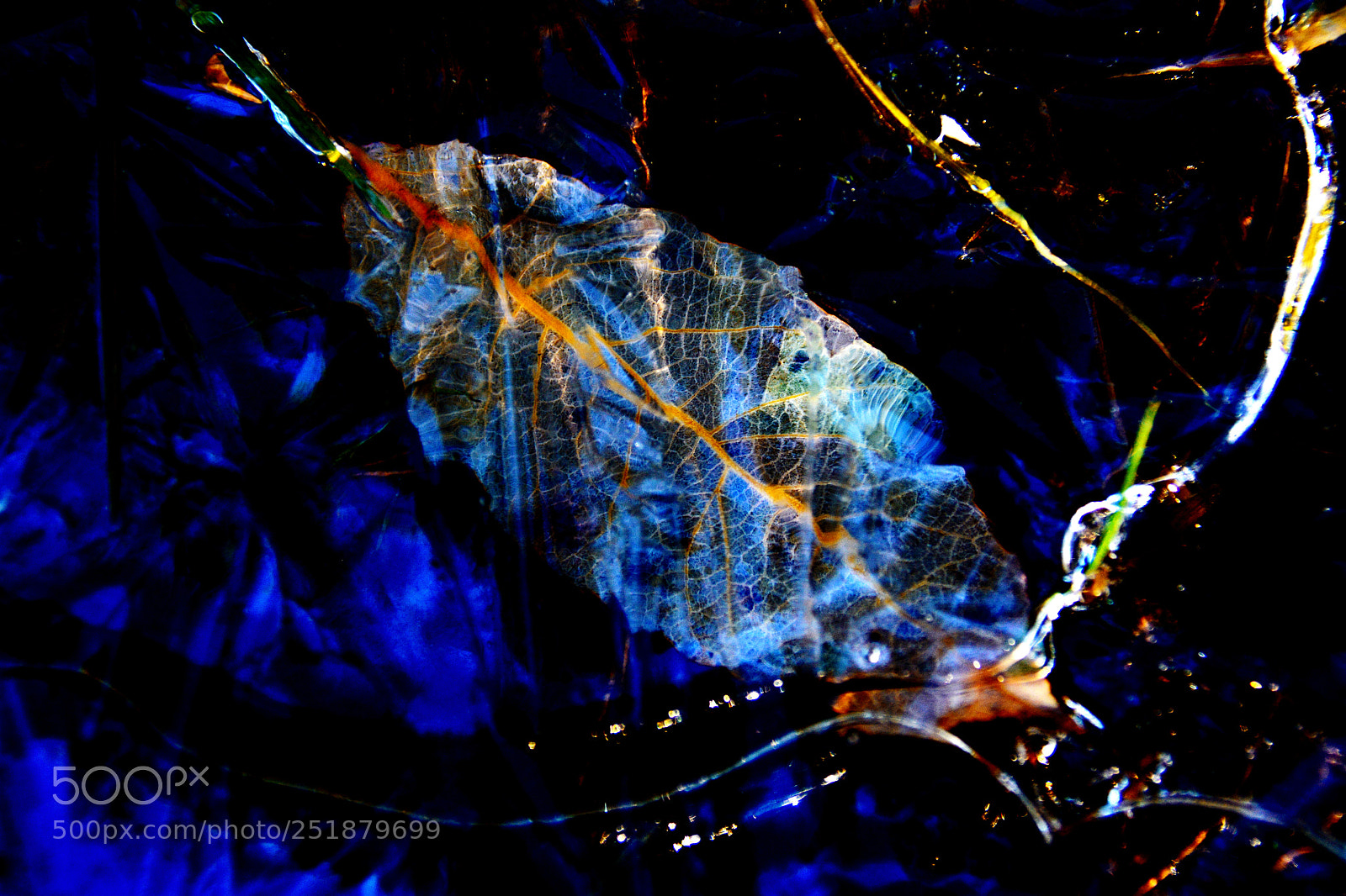 Nikon D7100 sample photo. Leaf photography