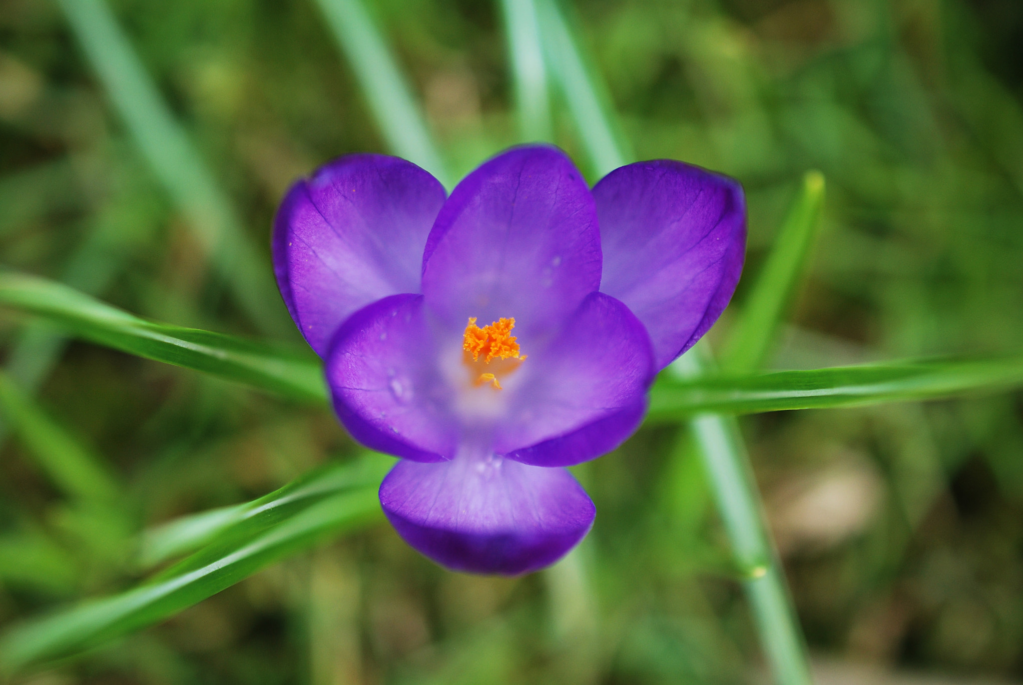 Nikon AF-S DX Micro Nikkor 40mm F2.8 sample photo. Flower photography