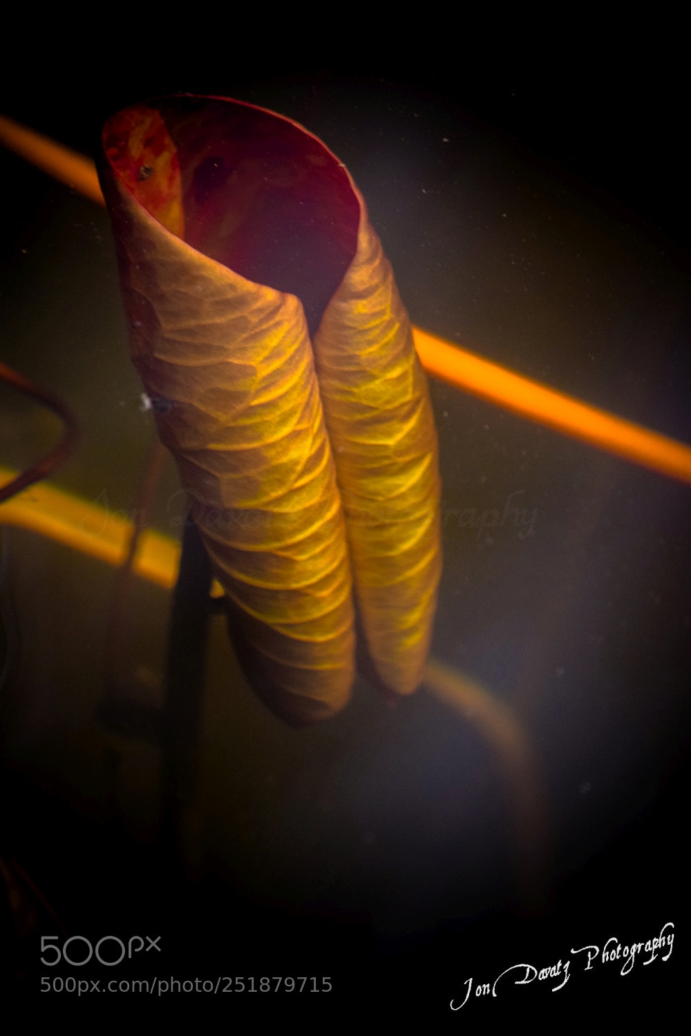 Nikon D5300 sample photo. Water lily photography