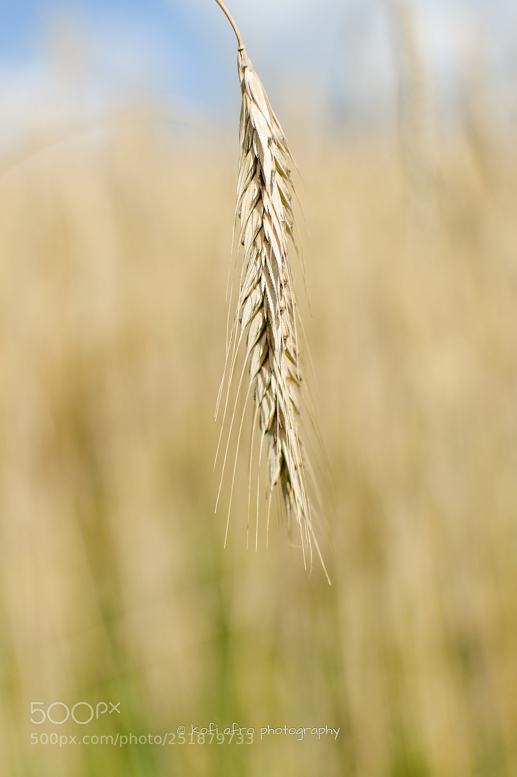 Nikon D3300 sample photo. Rye photography