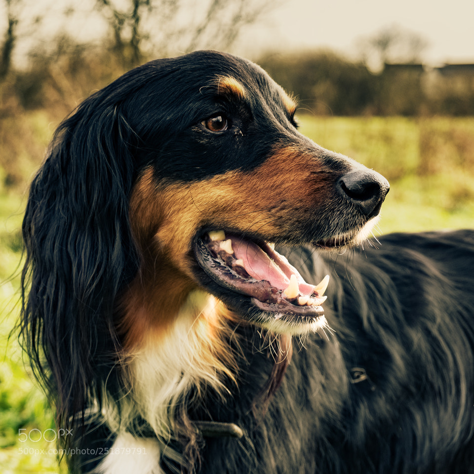 Fujifilm X-T20 sample photo. Dog portrait photography