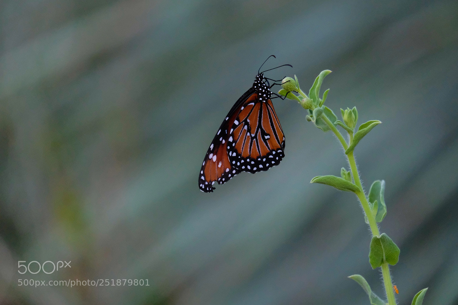 Fujifilm X-T2 sample photo. Queen butterfly photography