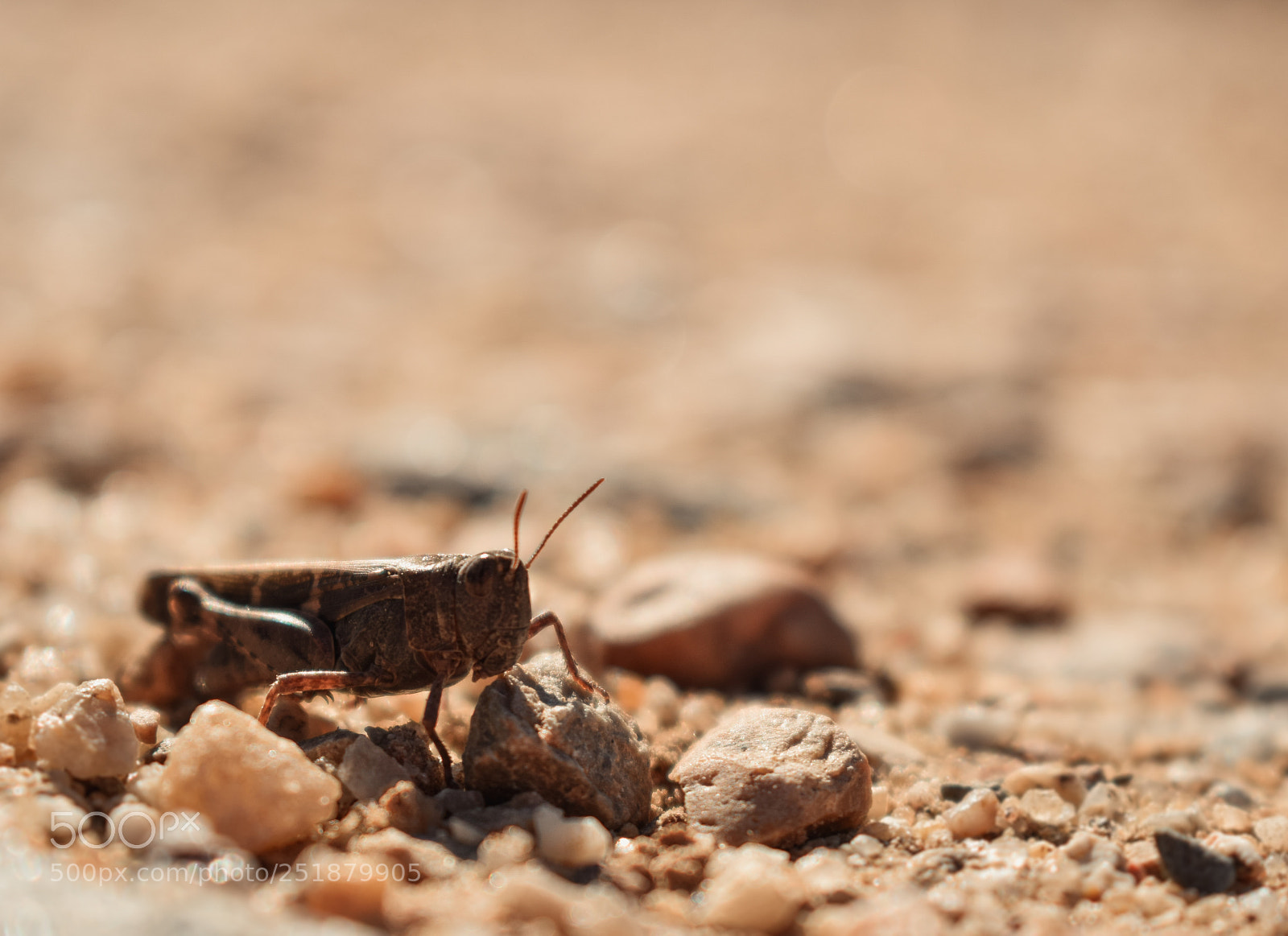 Nikon D3300 sample photo. Grasshopper photography