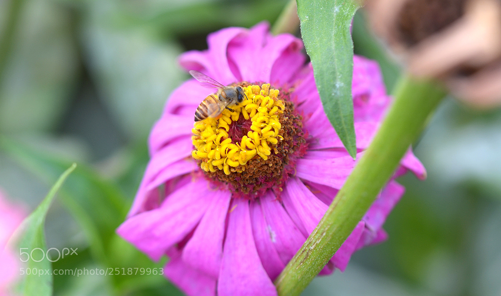 Nikon D5100 sample photo. Flower & bee photography