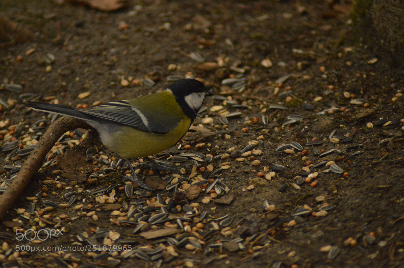 Nikon D3200 sample photo. Great tit on the photography