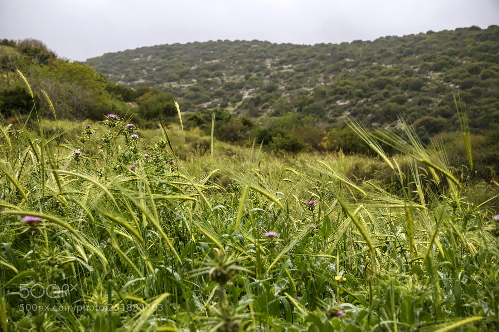 Canon EOS 80D sample photo. A field of rye photography
