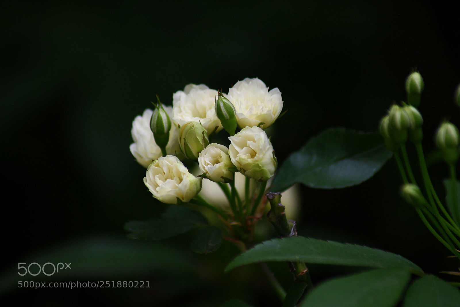 Canon EOS 60D sample photo. Flower photography