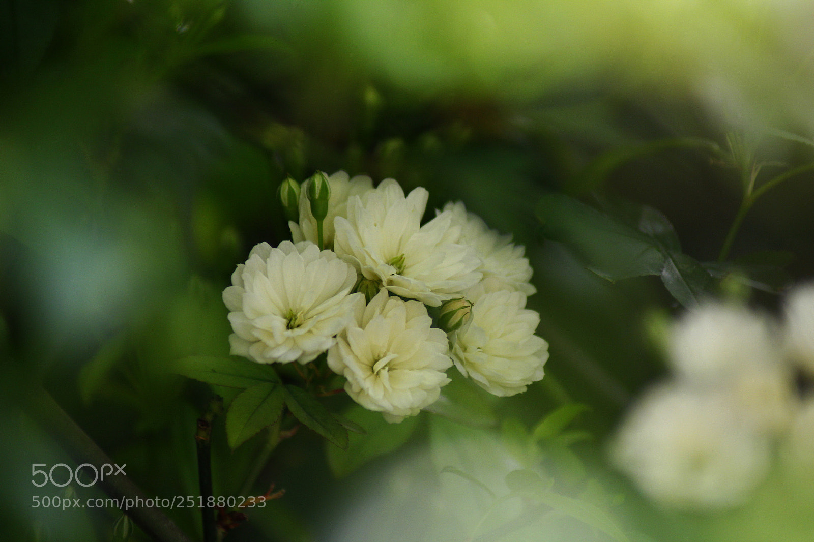 Canon EOS 60D sample photo. Flower photography