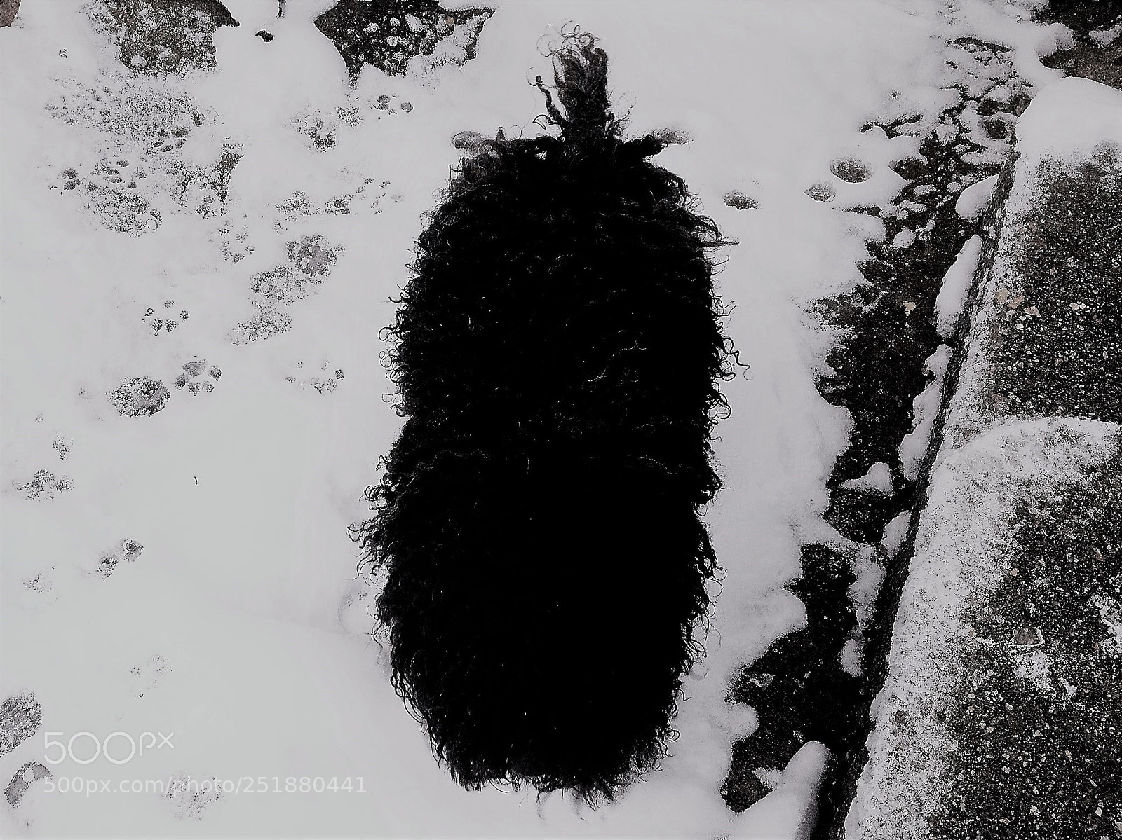 Apple iPhone 4S sample photo. Hungarian puli in the photography