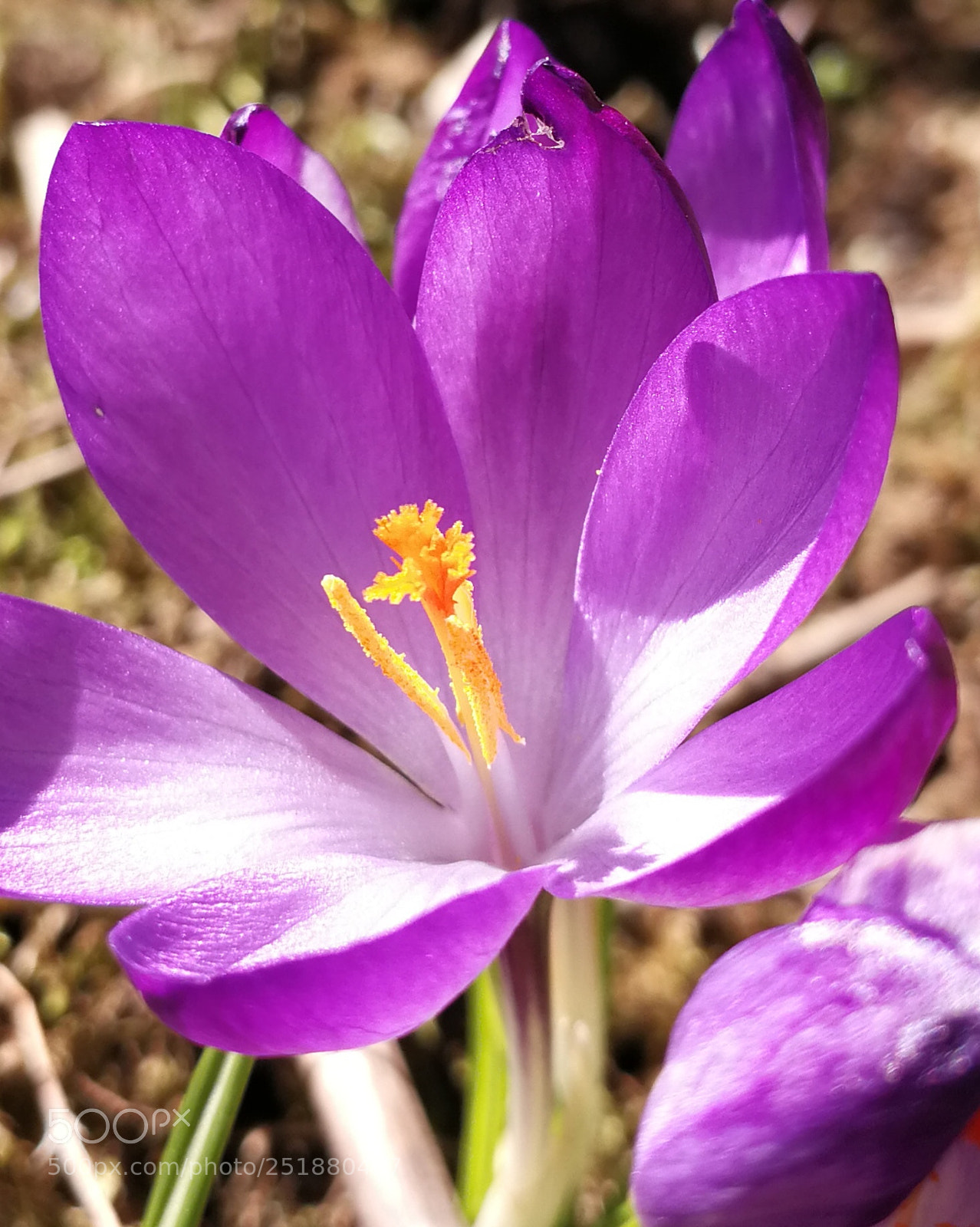 HUAWEI P10 sample photo. Untitled photography