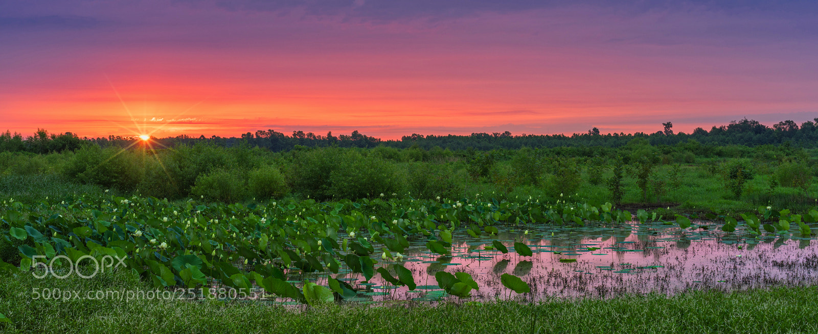 Sony a7R sample photo. Sunrise at lily pond photography